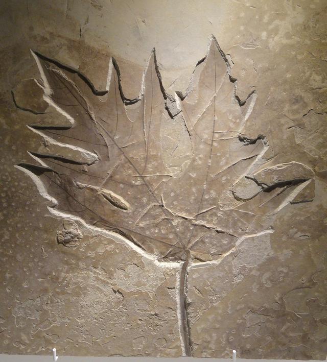 We sometimes use <span class="blank">______</span> to show how fossils are formed in different ways because we can't experience this first hand.