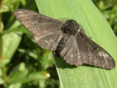 moth