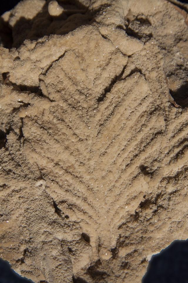 Scientists can use models to show how imprint fossils are formed. Put these steps in the right order to create your own imprint fossil model.