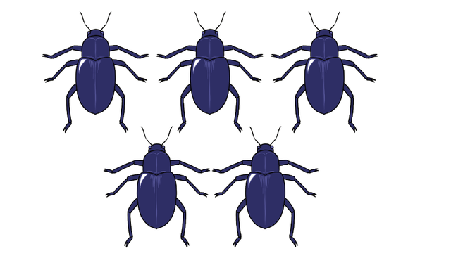 Look at this image. What is the total number of legs on the beetles? <span class="blank">______</span> legs