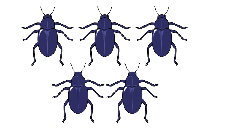 An image in a quiz