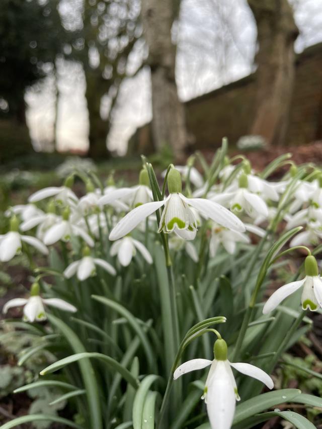 snowdrops