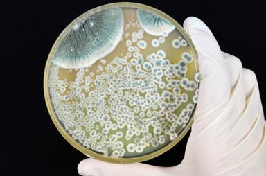 mould