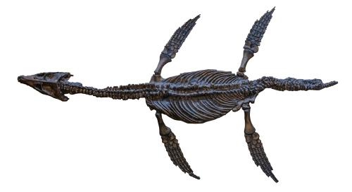 Which statement about Mary Anning is true?