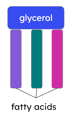 An image in a quiz