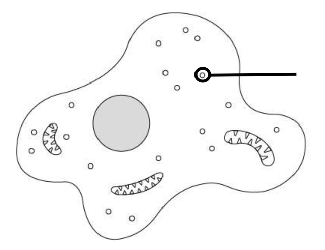 An image in a quiz