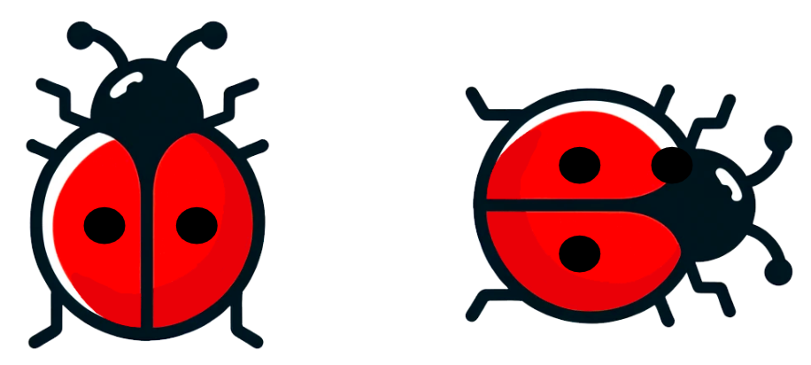 An image in a quiz