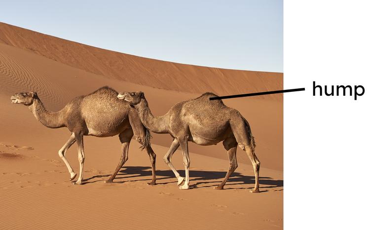 An image in a quiz