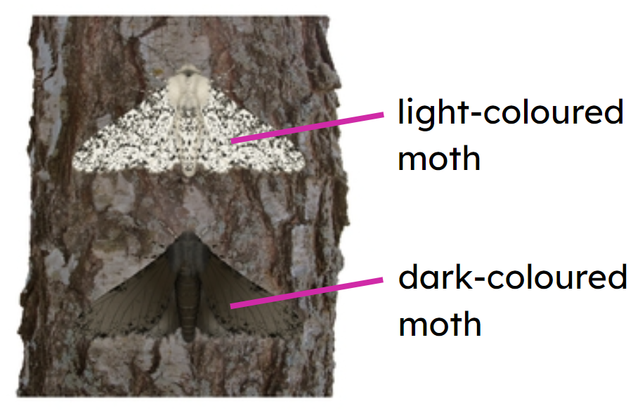 An image in a quiz