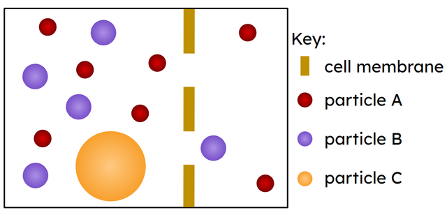 Which type of particle will not move through the holes in the cell membrane?