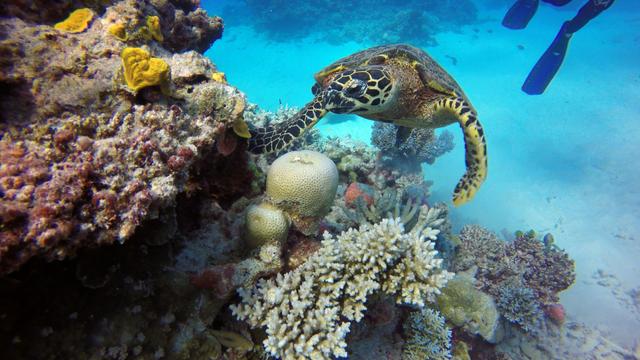 What fraction of living things are thought to live in the oceans?