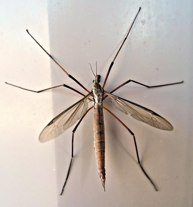 Which of these names for this organism uses the binomial system?