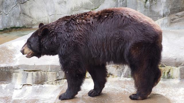 bear