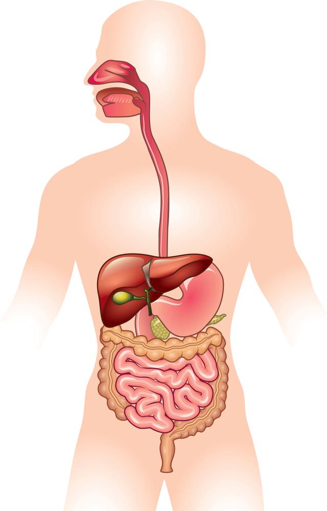 Starting with food being chewed in the mouth, put the stages of digestion into the correct order.
