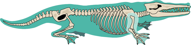 Ambulocetus