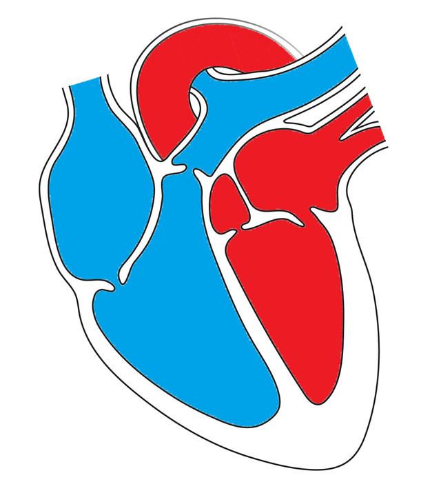 Put the path of blood in the right order starting with the right atrium.