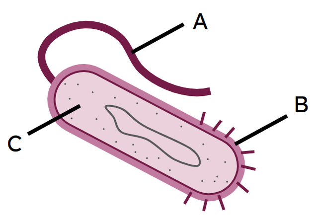 An image in a quiz