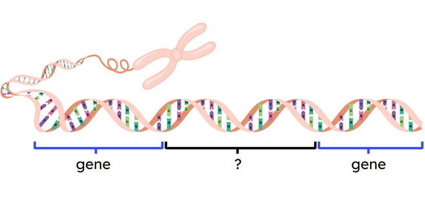 An image in a quiz