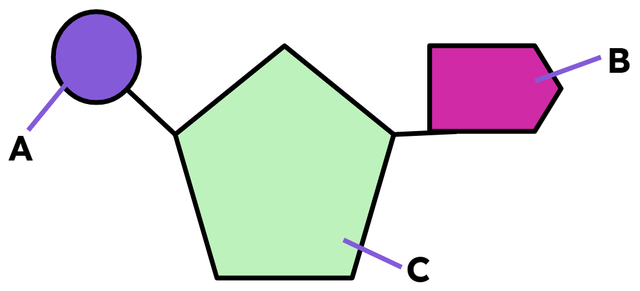 Use the diagram to match the letter to the correct part of the nucleotide.