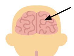 a brain
