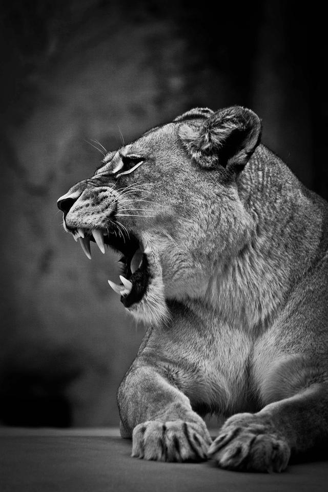 What does a carnivore eat?