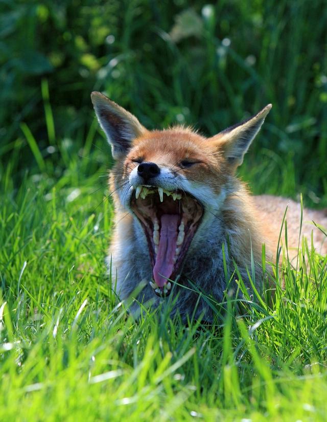 Look at the image of this animal's teeth to decide what it eats then choose which type of animal it is.