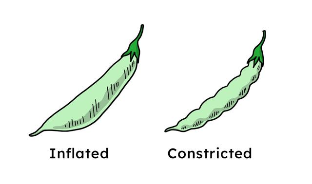 One gene controls pea pod shape. The inflated pod allele (I) is dominant. The constricted pod allele (i) is recessive. How many i alleles must a pea plant inherit to have constricted pods?