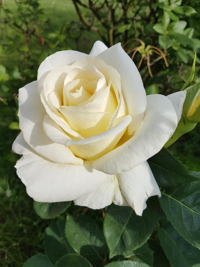 rose
