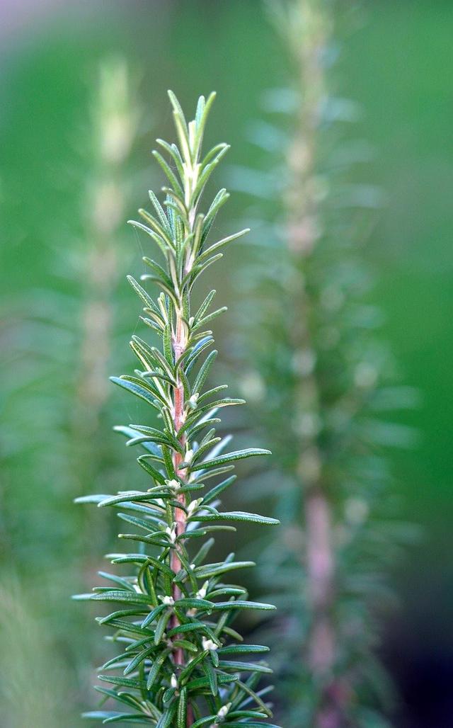 rosemary