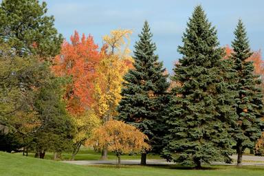 There are more trees.