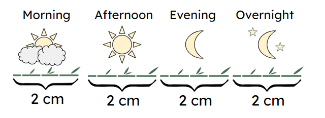 Select the correct multiplication expression for the image below. A bamboo plant grows 2 cm in the morning, 2 cm in the afternoon, 2 cm in the evening and 2 cm overnight.