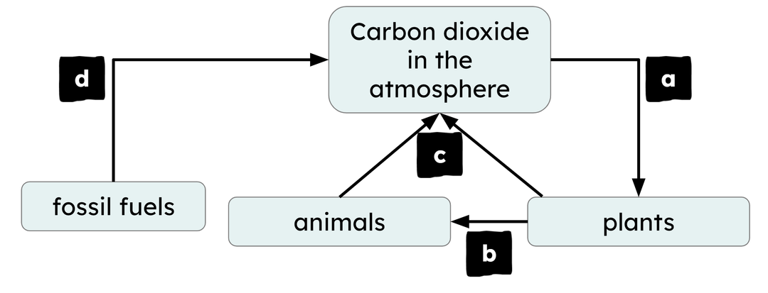 An image in a quiz