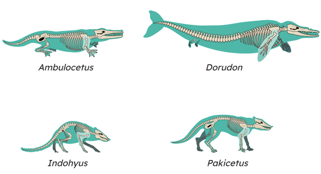 These fossils are part of the fossil record. They are all evolutionary ancestors of the modern whale. Starting with the earliest ancestor, sort them into order. End with the most recent ancestor.