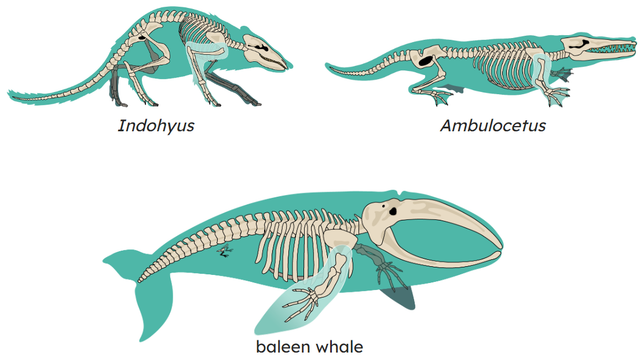 Who correctly explains why *Ambulocetus* is considered to be a transitional species between *Indohyus* and the modern baleen whale?