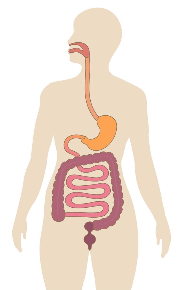 Put the organs of the digestive system in the correct order to show how food travels from the mouth to the toilet.