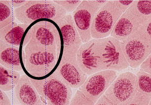An image in a quiz