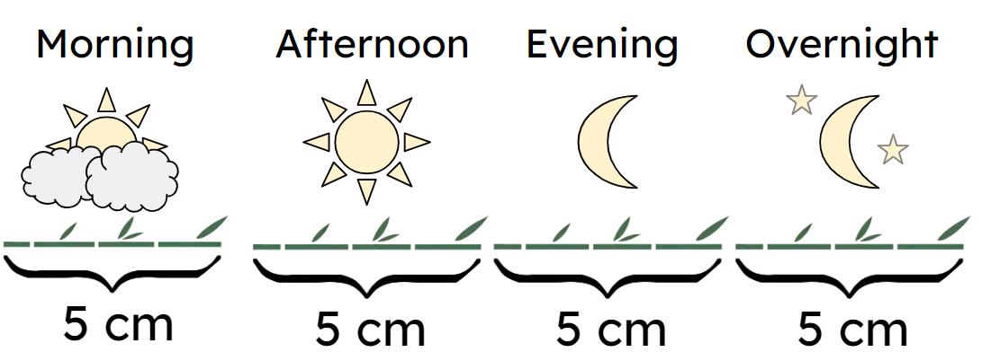 An image in a quiz