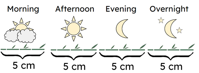 Select the correct multiplication equation for the image below. A bamboo plant grows 5 cm in the morning, 5 cm in the afternoon, 5 cm in the evening and 5 cm overnight.