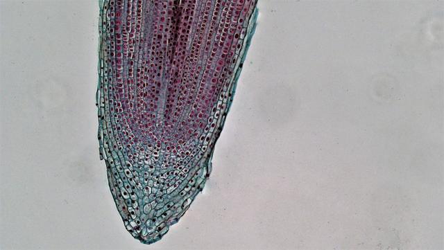 What is the name of the tissue in plants where cells grow and elongate?