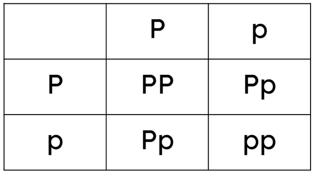 PKU is a disorder in humans caused by a recessive allele, p. Two carriers of PKU are shown this Punnett square. What can they learn from the Punnett square?