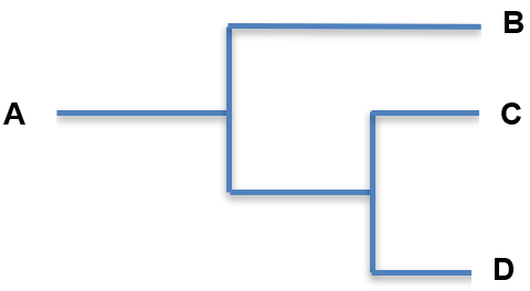 An image in a quiz