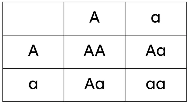 Albinism is caused by a recessive allele. The Punnett square shows the possible genotypes resulting from two carriers having a child. What is the probability that a child will be a carrier?