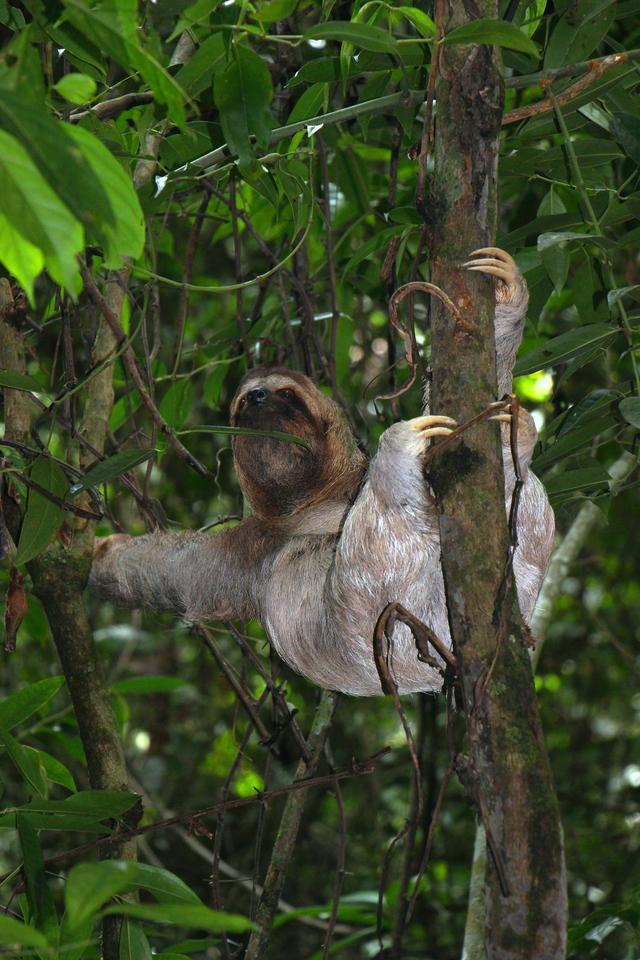 Sloths have adapted to live in the tropical rainforest. They ...