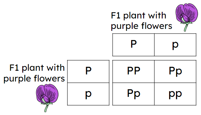 An image in a quiz