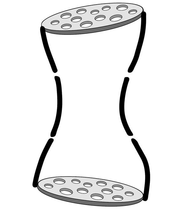 phloem cell
