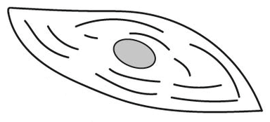 smooth muscle cell