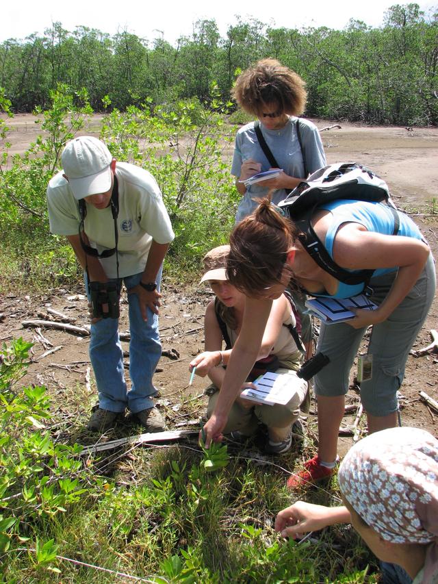 Which methods are used by scientists to estimate the number of plants in an environment?