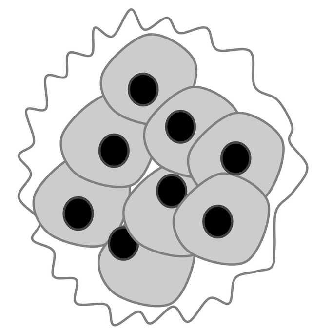 embryonic stem cell
