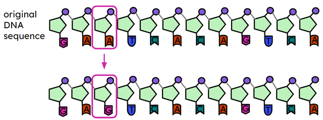If a mutation changes the sequence of nucleotide bases in an organism’s DNA, this …