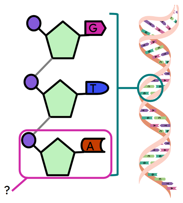 DNA is a polymer made up of ...